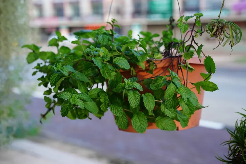 Dig In: How to Grow Za'atar, Mint, and Sumac Right in Your Own Backyard